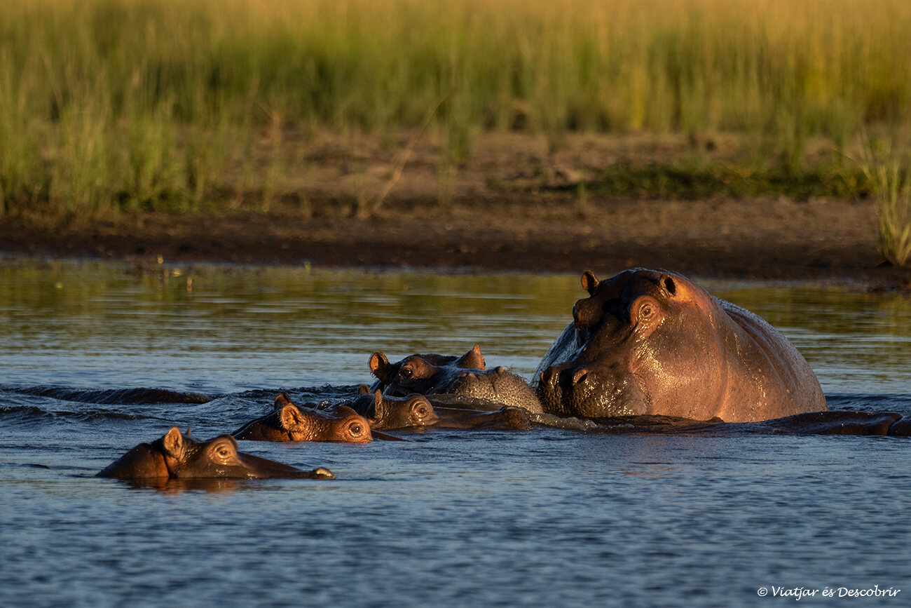 grupo de hipopótamos en el río Chobe