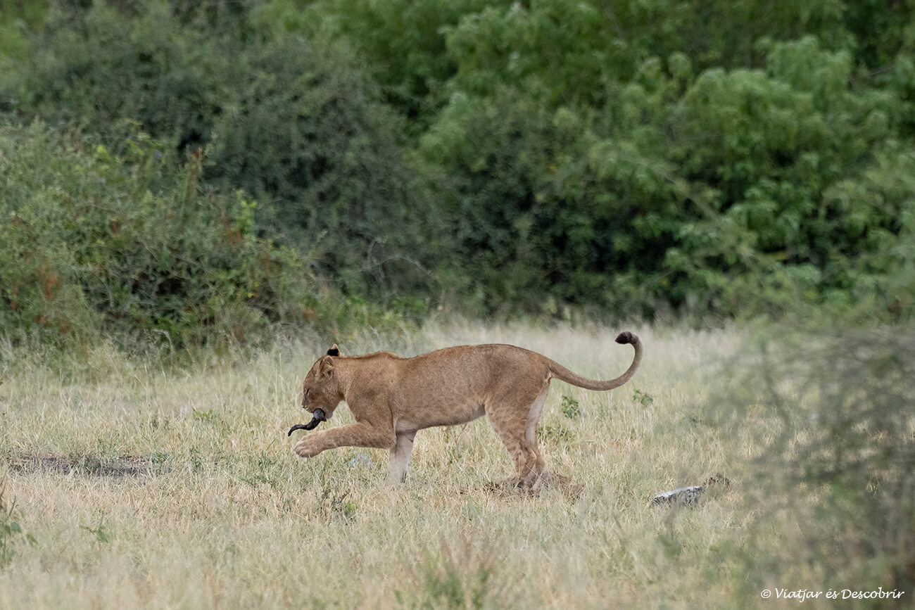 león jugando con un cuerno dentro del parque nacional Chobe