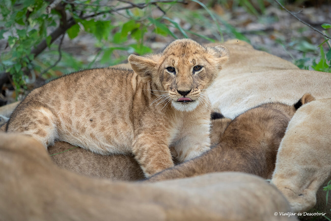 cría de león cerca del Splash Camp