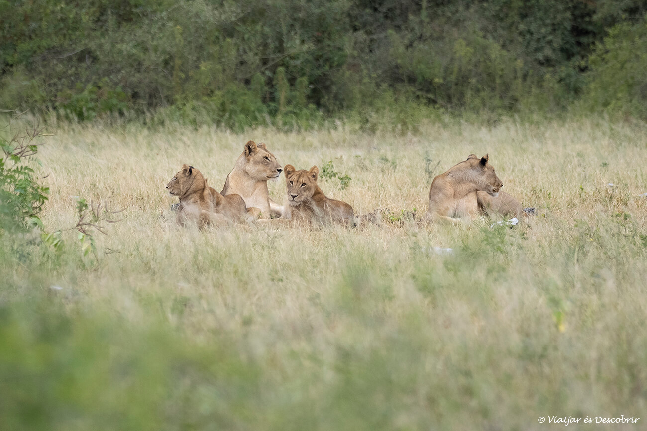 familia de leones durante un safari corto por el Parque Nacional Chobe