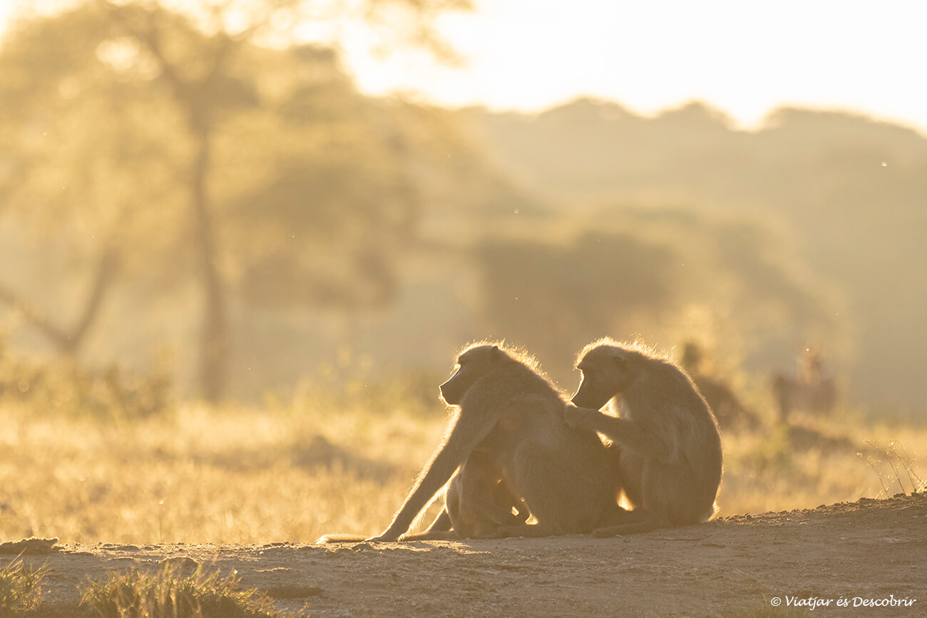 dos babuinos durante un amanecer cerca de Kasane