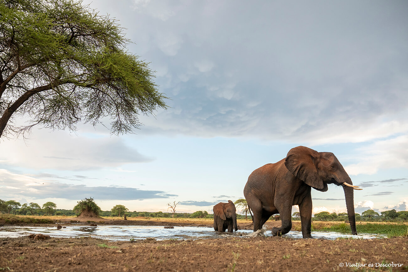 dos elefantes saliendo de una charca en el Senyati Camp un lugar muy recomendable y que no encarece mucho el precio de un safari en Botswana