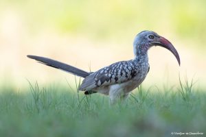 Lee más sobre el artículo Safari en Botswana: precio y cómo contratarlo sin pagar de más