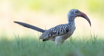 Safari en Botswana: precio y cómo contratarlo sin pagar de más