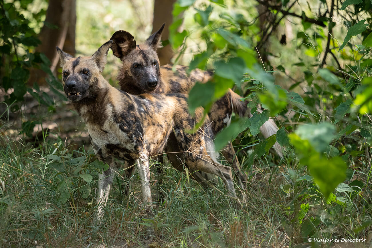 dos perros salvajes en un safari en Botswana