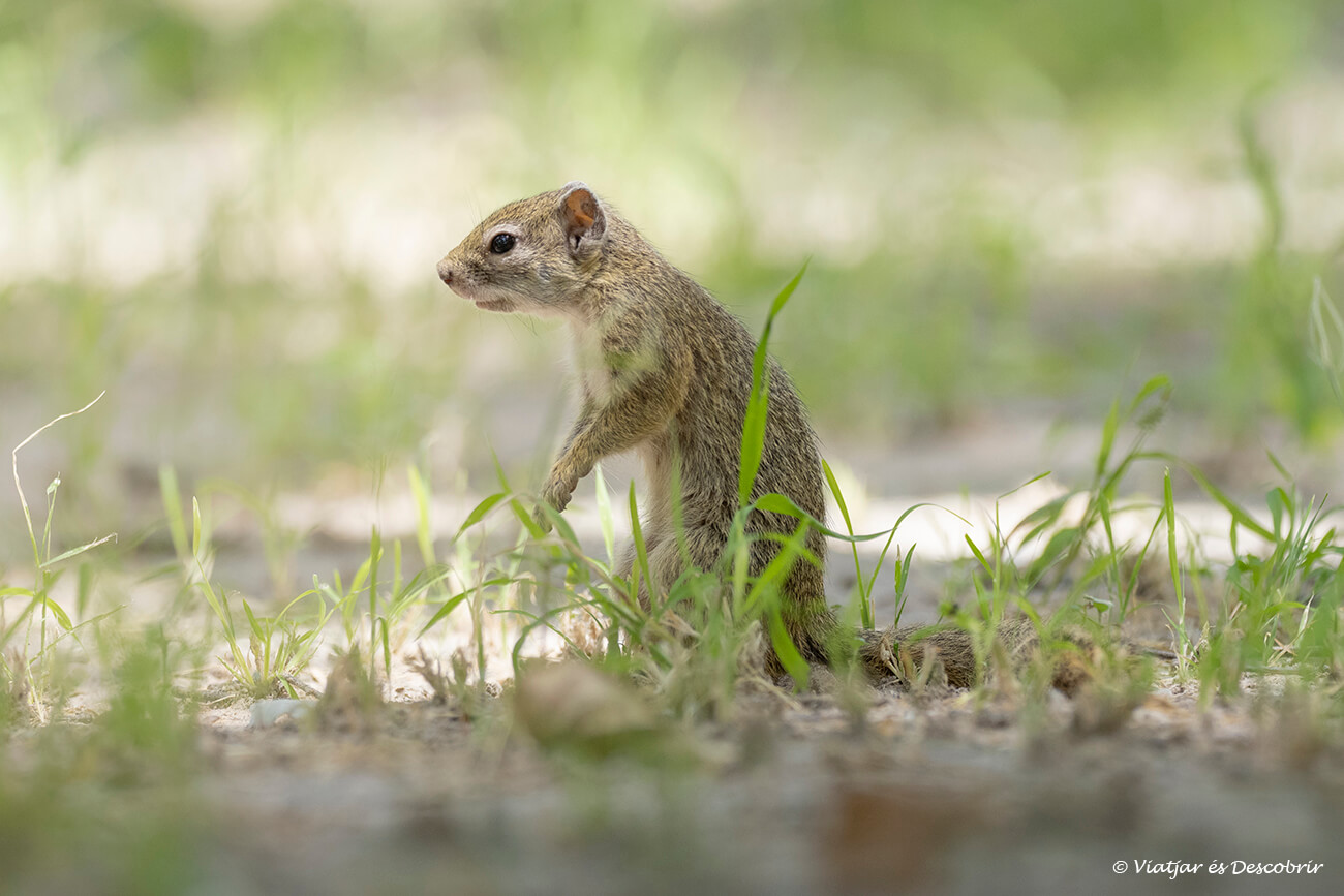 pequeña ardilla de tierra en un camping cercano a la ciudad de Maun