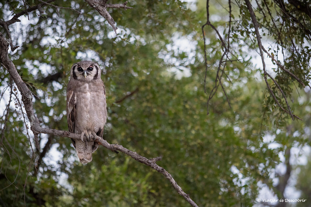 aunque sea más alto el precio de un safari en Botswana si se va con guía eso permite ver mucha más fauna y conocer los distintos pájaros que se pueden observar