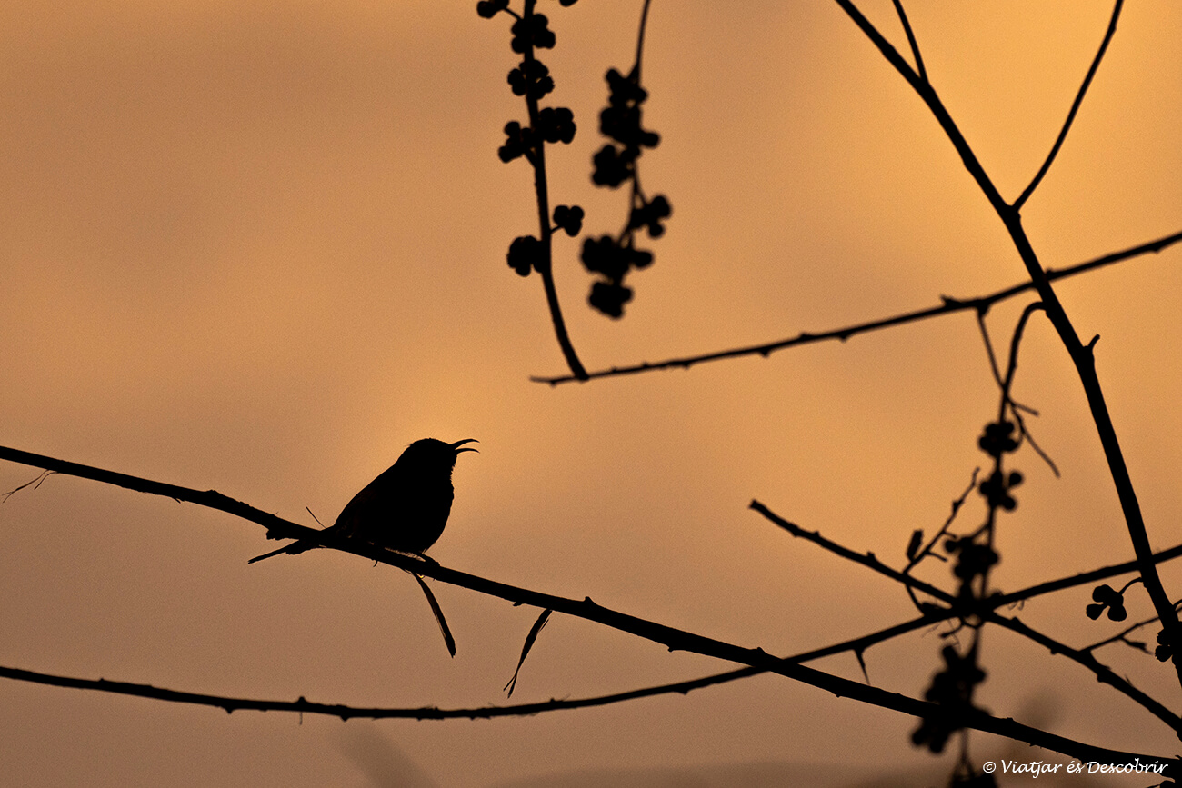 silueta de un ave en el lago Bunyonyi durante la puesta de sol
