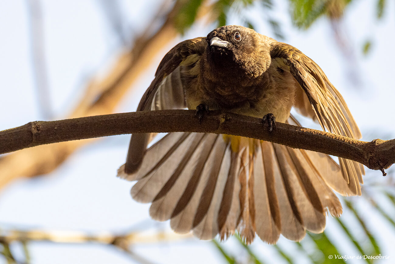 andar tranquilamente y observando aves es una de las mejores propuestas que hacer en el lago Bunyonyi