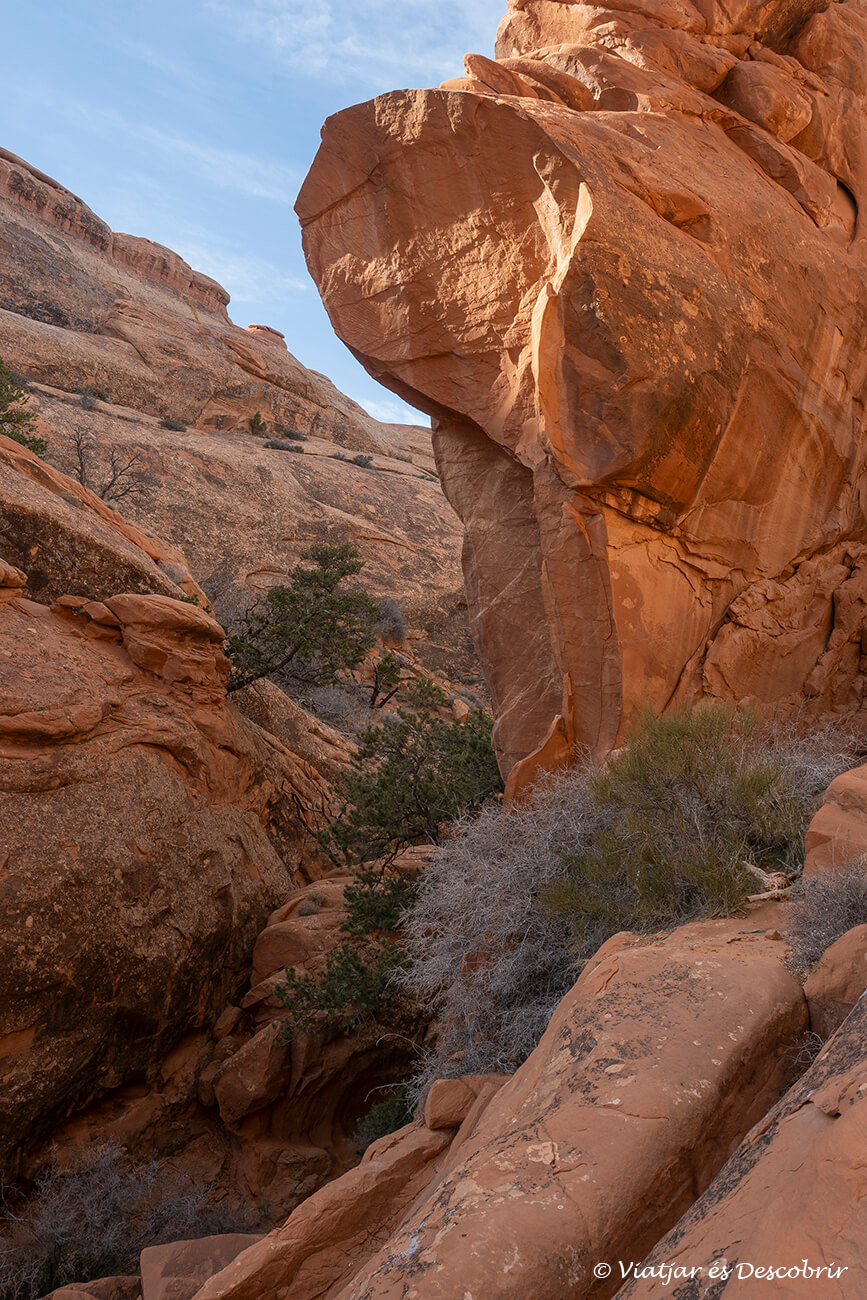 detalles de las rocas y vegetación durante el camino por el Devils Garden
