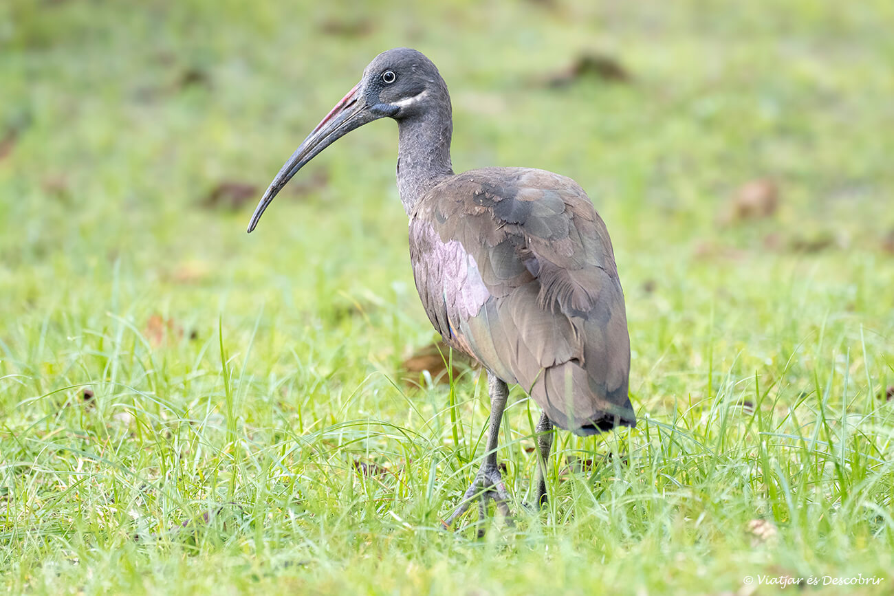 uno de los pájaros que ver en el lago Bunyonyi