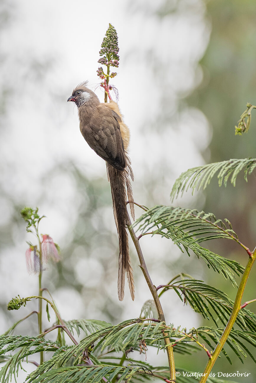una de les aves que se puede ver en esta zona de Uganda