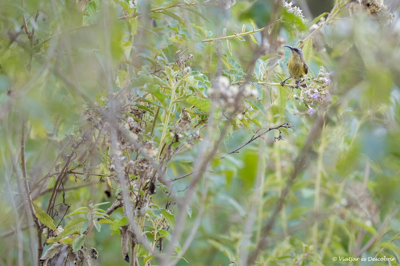 una de las actividades estrella que hacer en el lago Bunyonyi es la observación de los pequeños pájaros de la zona