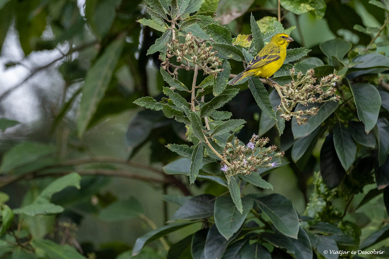 aves durante una de las actividades que hacer en el lago Bunyonyi