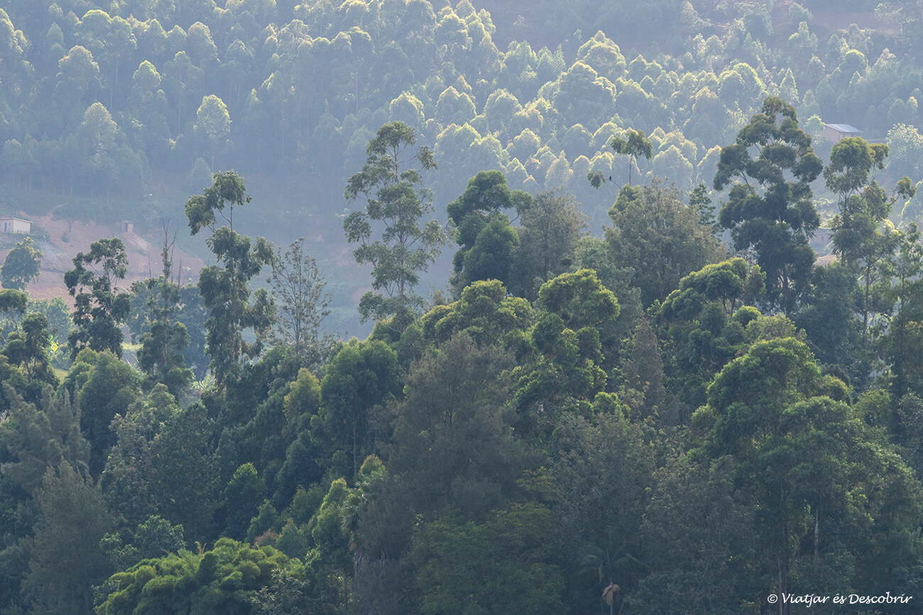 vegetación para admirar en el lago Bunyonyi