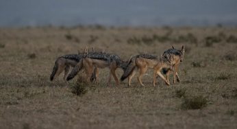 Safari en Kenia en 5 días: mejores rutas y cómo reservarlo