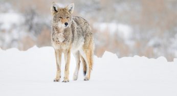 Visitar Yellowstone en invierno: la mejor guía