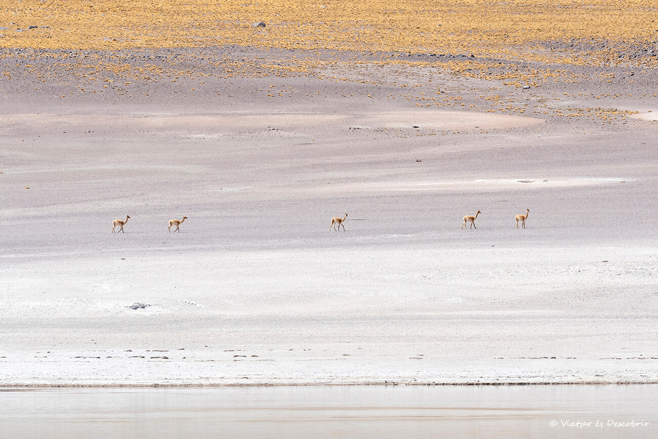 vicuñas en el paisaje minimalista del Desierto de Atacama