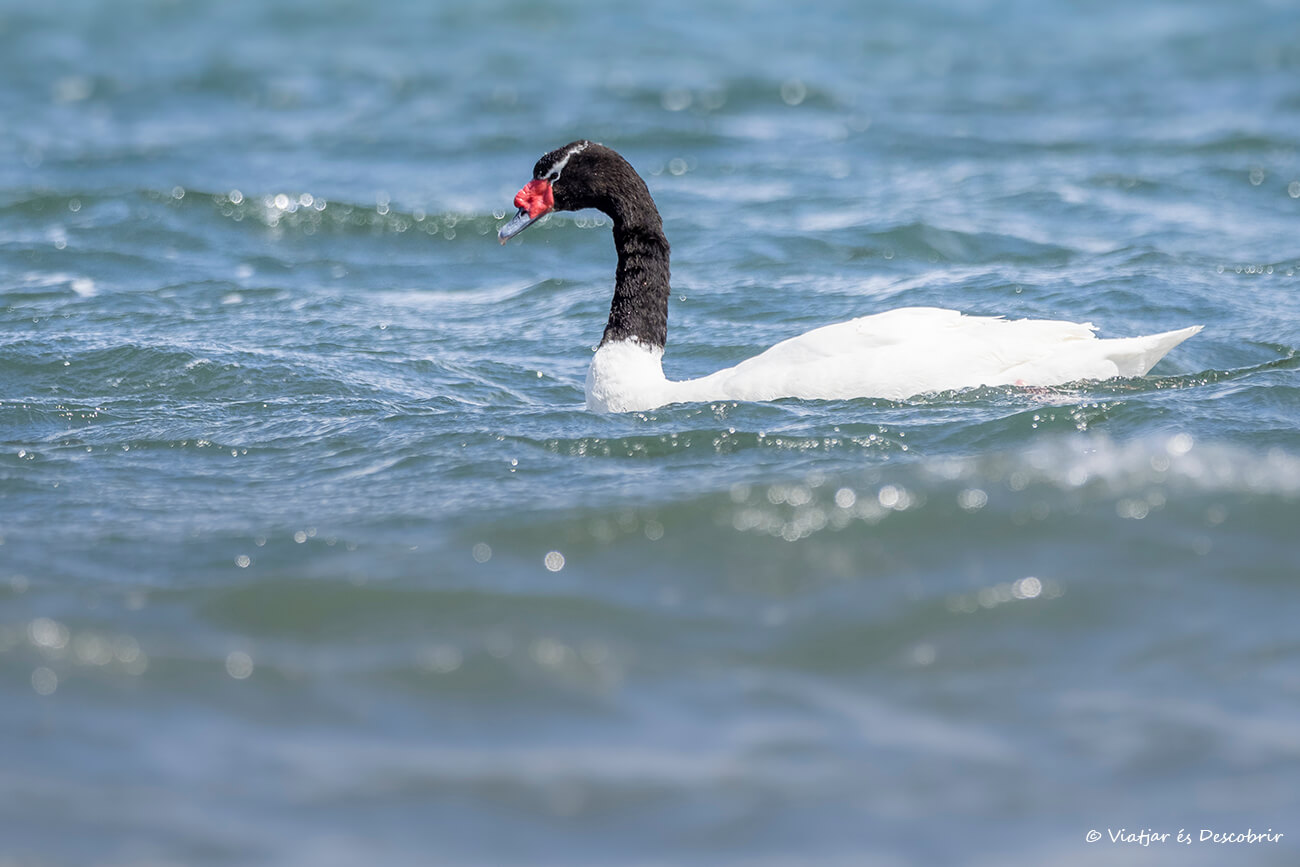 un cisne en los fiordos cercanos a Puerto Natales