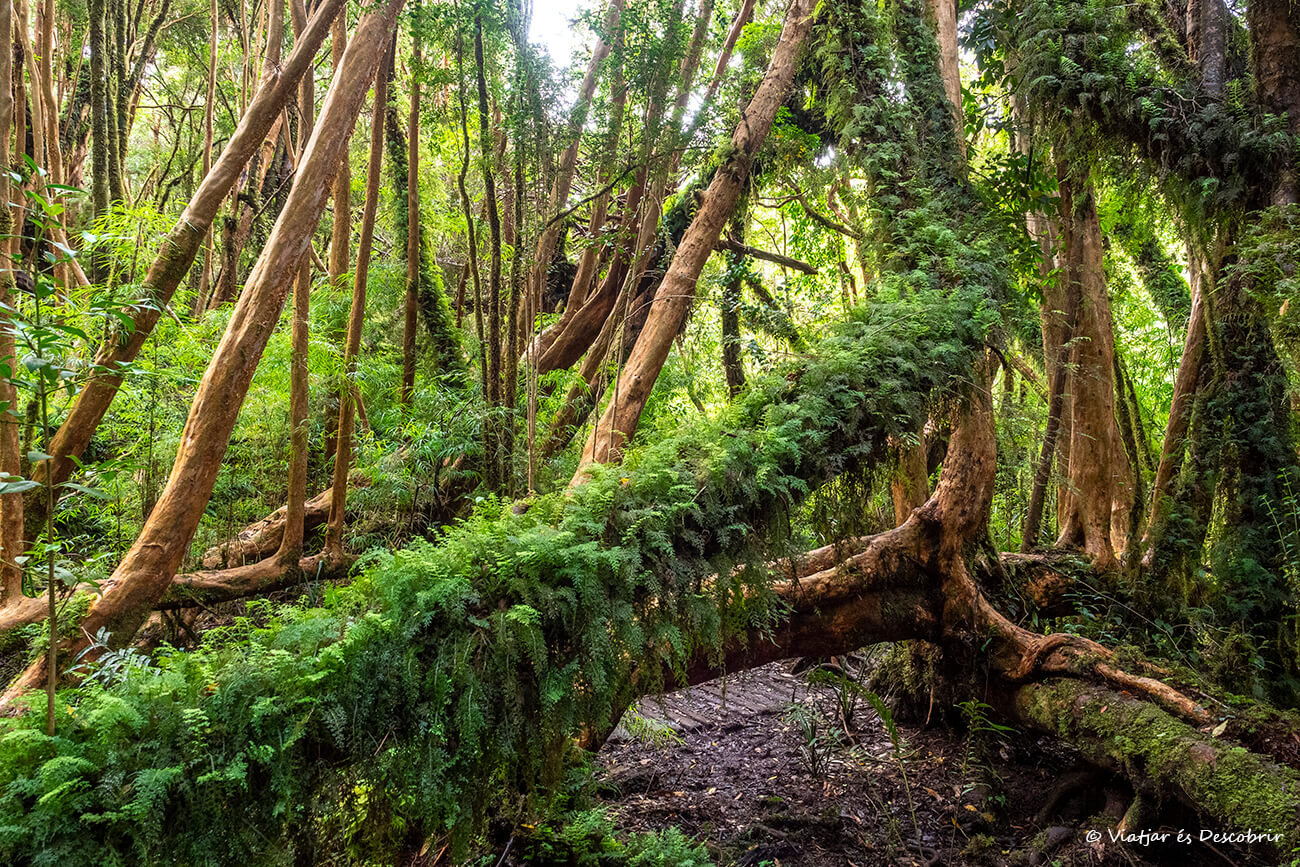 bosque de arrayanes en la isla de Chiloé
