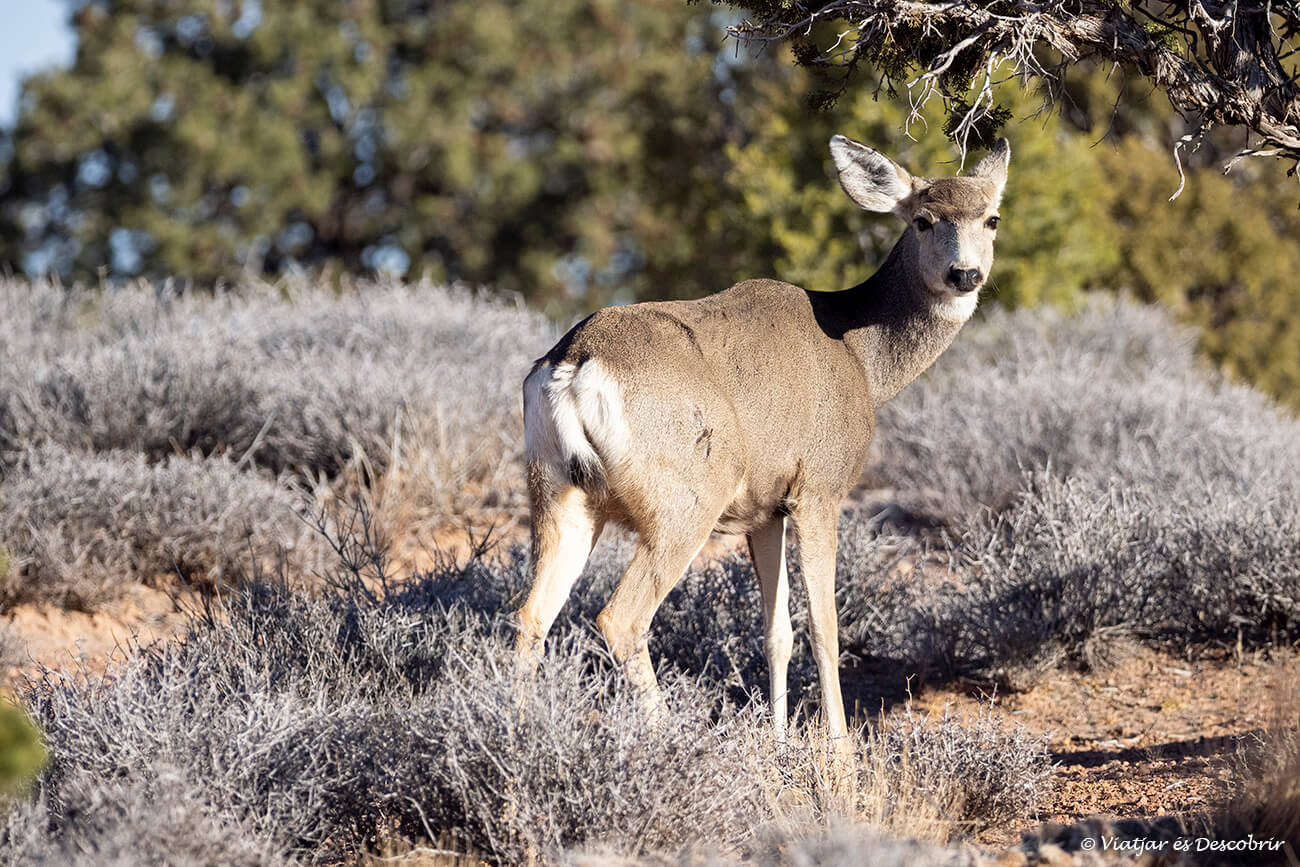 ciervo mulo caminando entre los arbustos y el paisaje árido de Utah