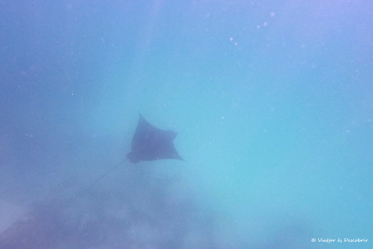 raya águila fotografiada mientras hacía snorkel en Concha Perla