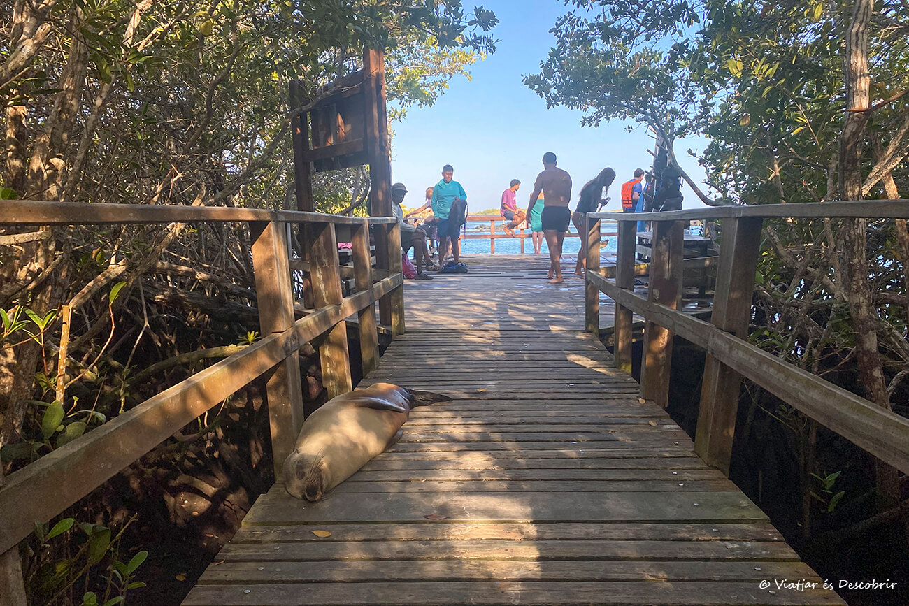 pasarela para llegar a Concha Perla con leones marinos durmiendo y el mejor sitio para hacer snorkel por libre
