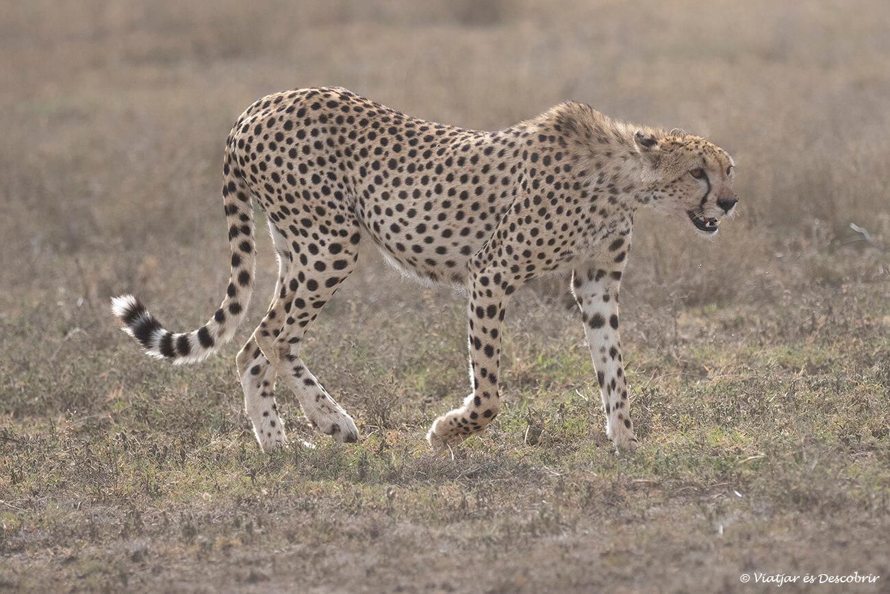 ir con una de las mejores agencias para viajar a Tanzania y tener un buen guía es garantía de poder ver felinos en la sabana del ecosistema del Serengeti