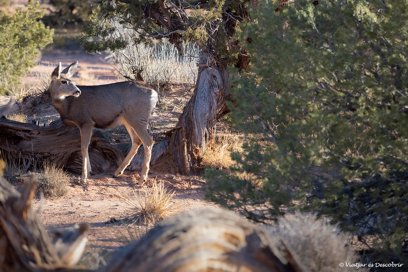 ciervo mulo cerca del camping del parque nacional
