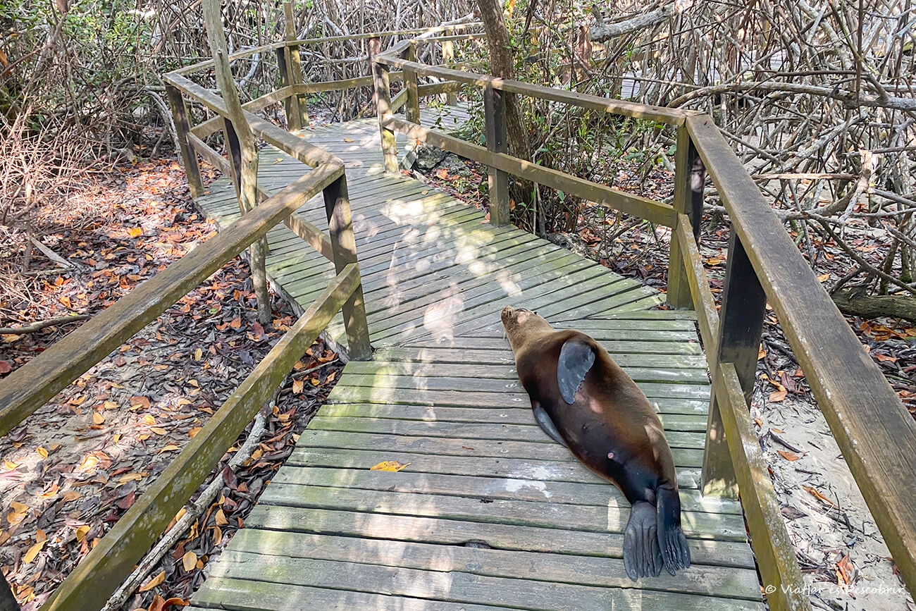 leones marines en los manglares de Concha Perla