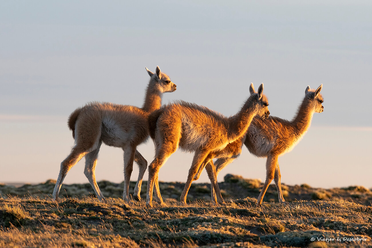 tres guanacos caminando por el Parque Nacional Pali Aike, uno de los lugares más sorprendentes que visitar al sur de la Patagonia chilena