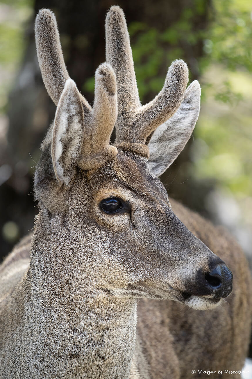 primer plano de un huemul salvaje