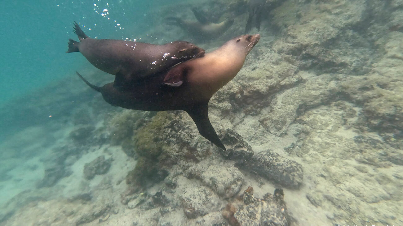 leones marinos jugando en Concha Perla
