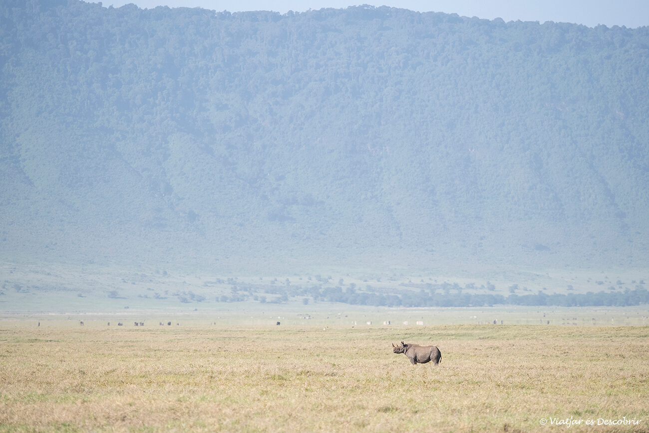 rinoceronte negro en el cráter del Ngorongoro