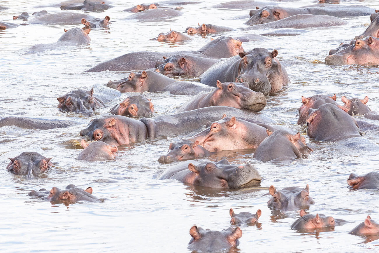 hipopótamos entre el agua en el Serengeti