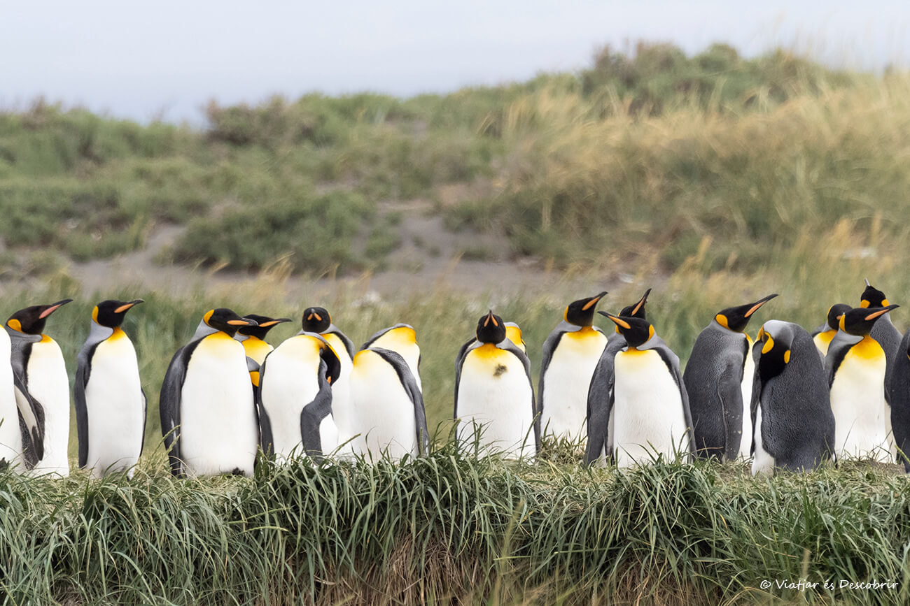 grupo de pingüinos rey en Tierra del Fuego