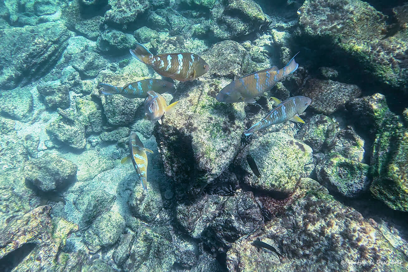 peces tropicales en Concha Perla durante un snorkel por libre