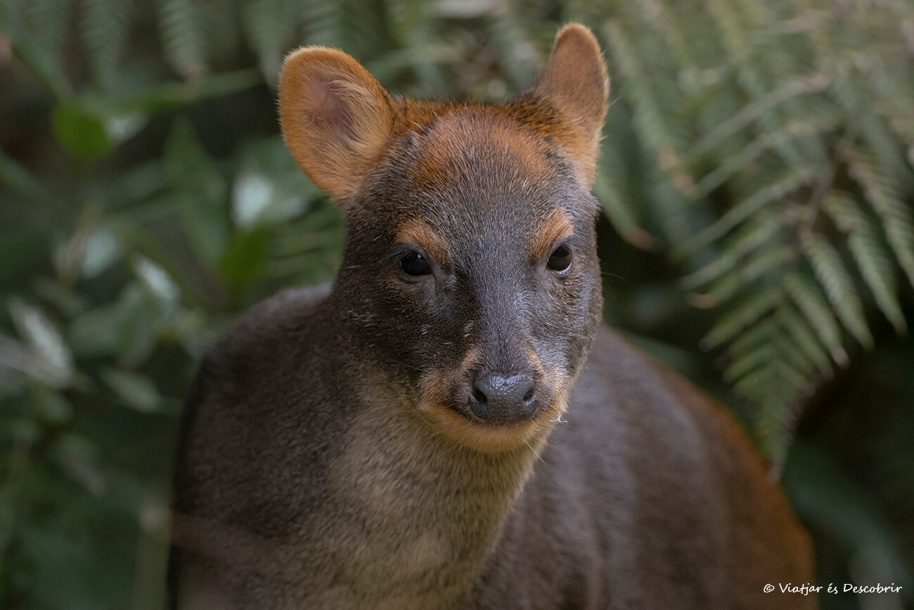 pudú fotografiado en la isla de Chiloé en Chile