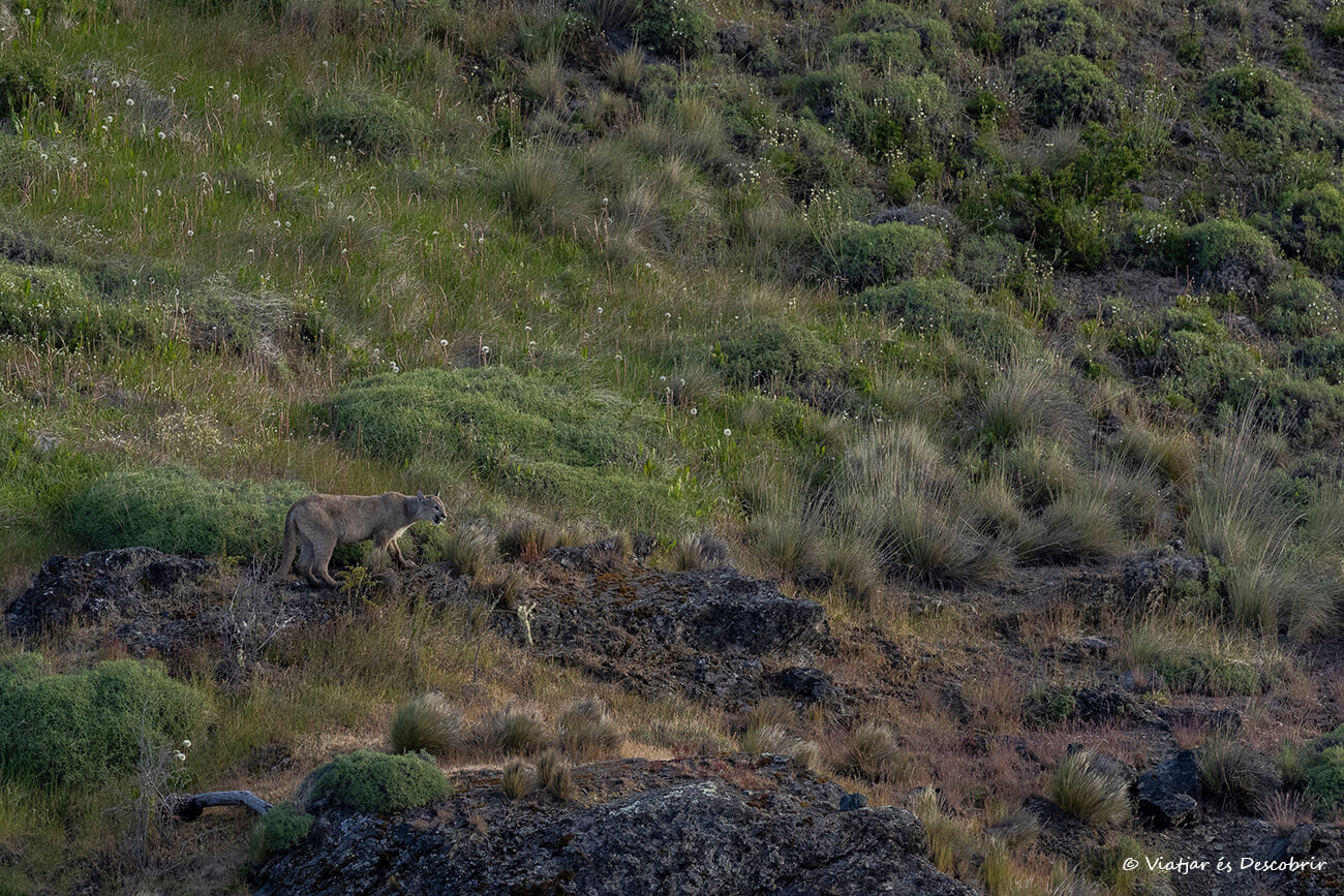 un puma fotografiado en la Patagonia chilena
