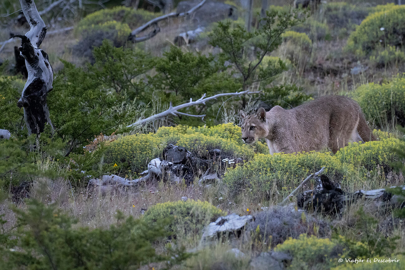 un puma fotografiado cerca de Torres del Paine