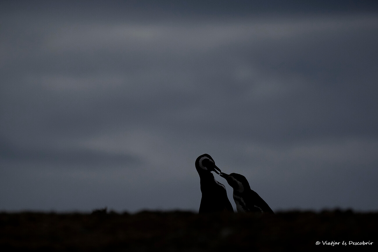 siluetas de dos pingüinos en Isla Magdalena