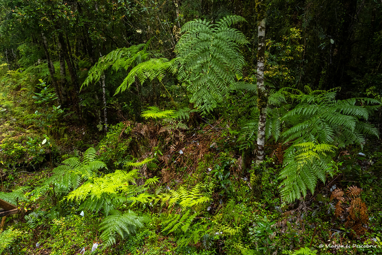 vegetación frondosa en los bosques del norte de la Patagonia chilena