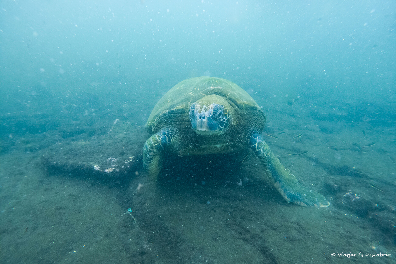 tortuga en Concha Perla durante una tarde de snorkel en Isla Isabela