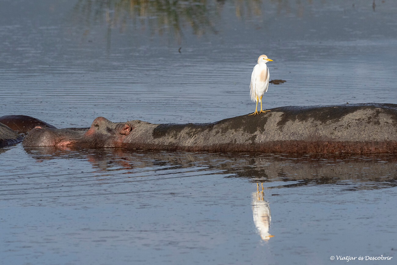 escenas tranquilas en el interior del cráter del Ngorongoro