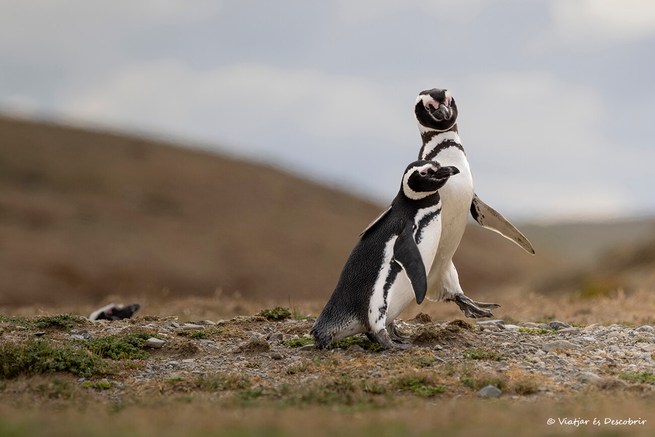 pingüinos de Magallanes en la Patagonia chilena cerca de Punta Arenas