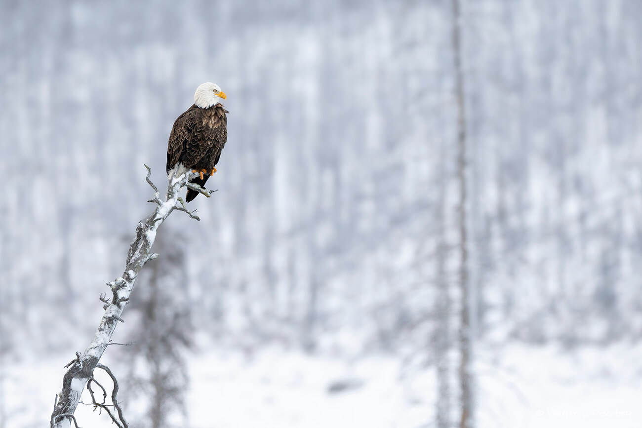 águila calva en el Parque Nacional Jasper