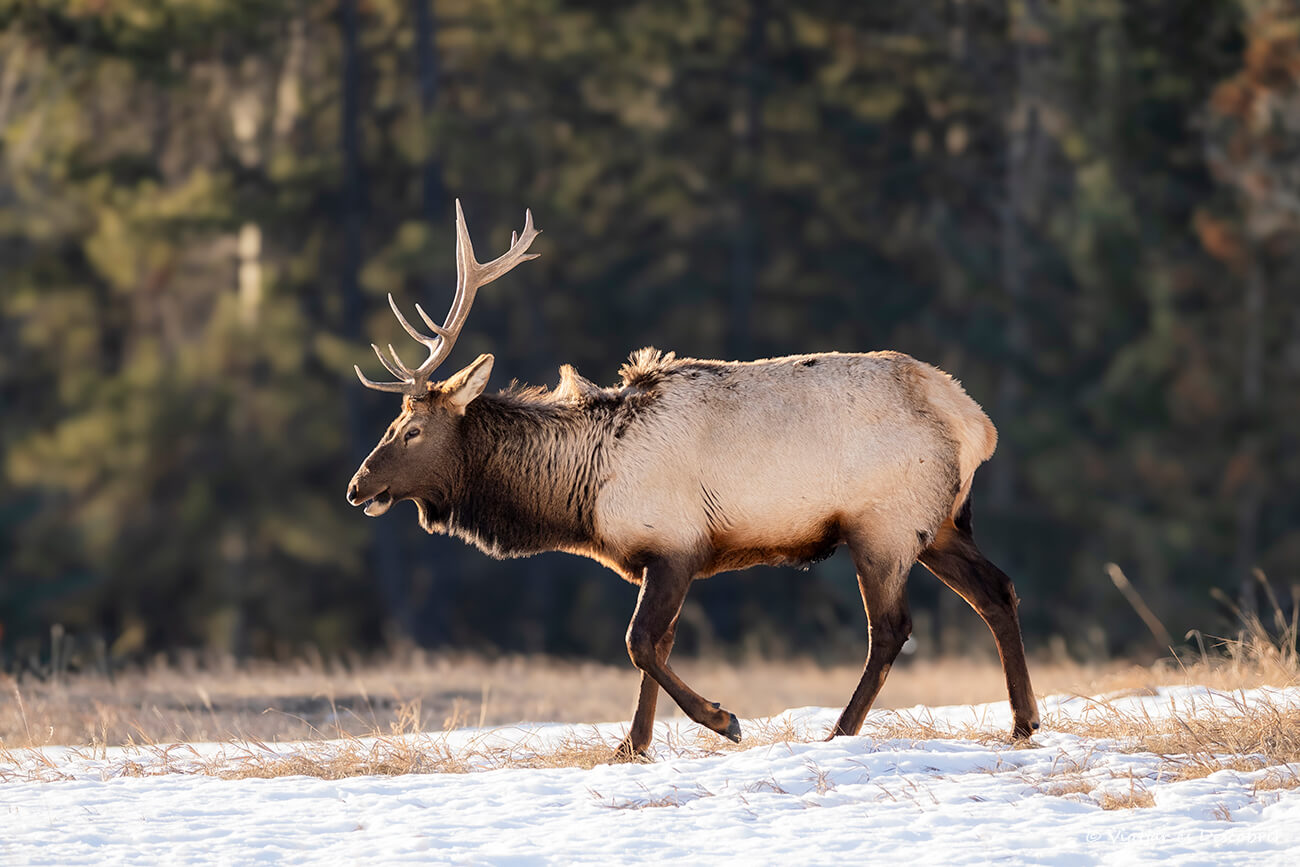 uapití fotografiado al amanecer en el Parque Nacional Banff