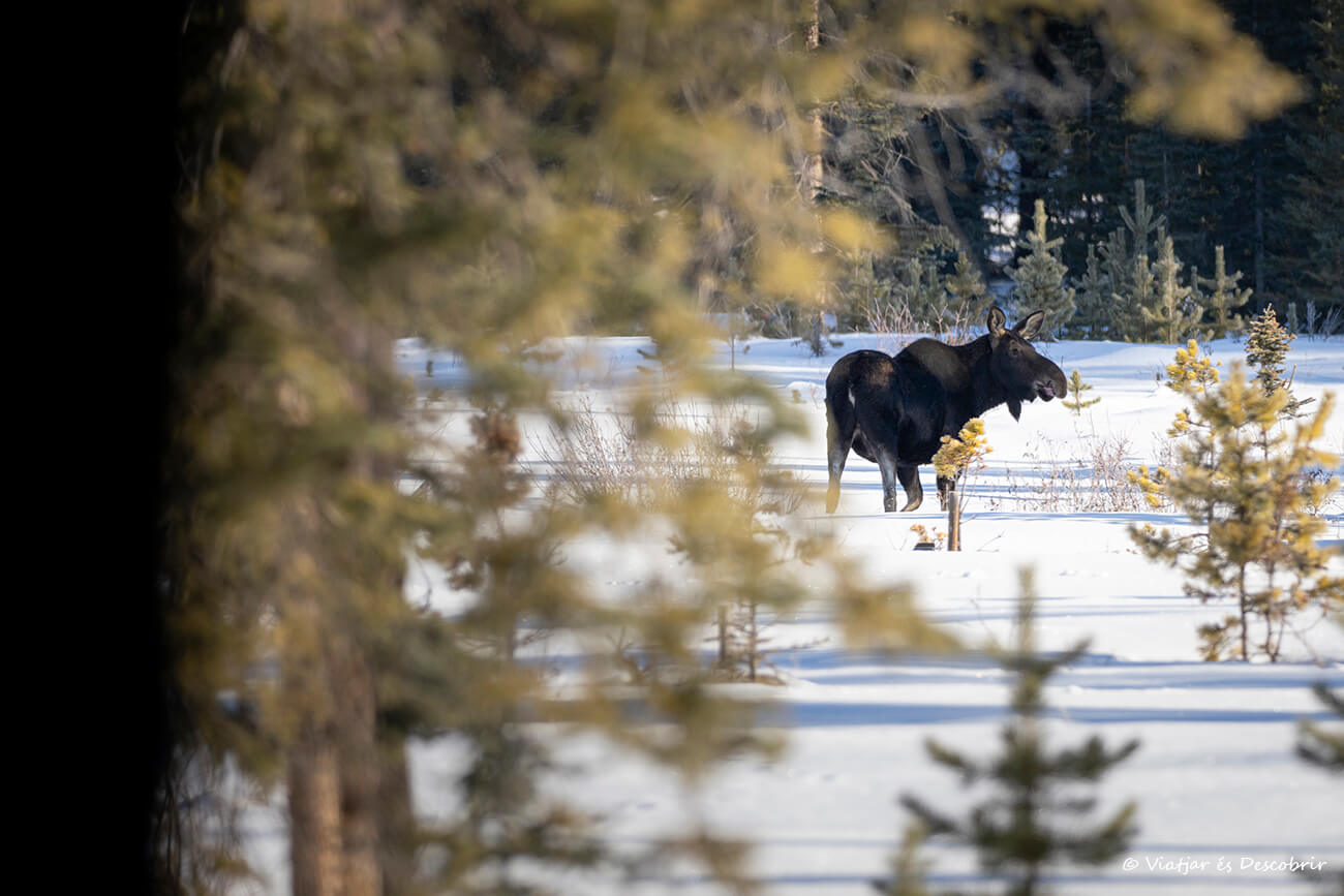 alce en el Parque Nacional Banff en invierno fotografiado des de la Bow Valley Parkway