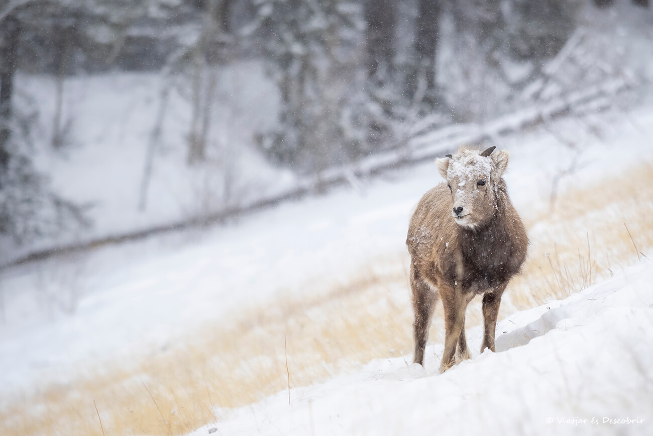 un muflón canadiense fotografiado bajo una nevada durante mi viaje a Canadá en invierno
