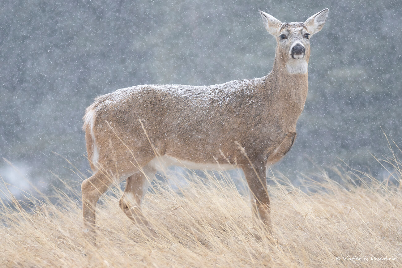 ciervo de cola blanca bajo una intensa nevada en Canadá en invierno